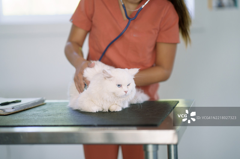 现代兽医诊所中被兽医检查的白猫图片素材
