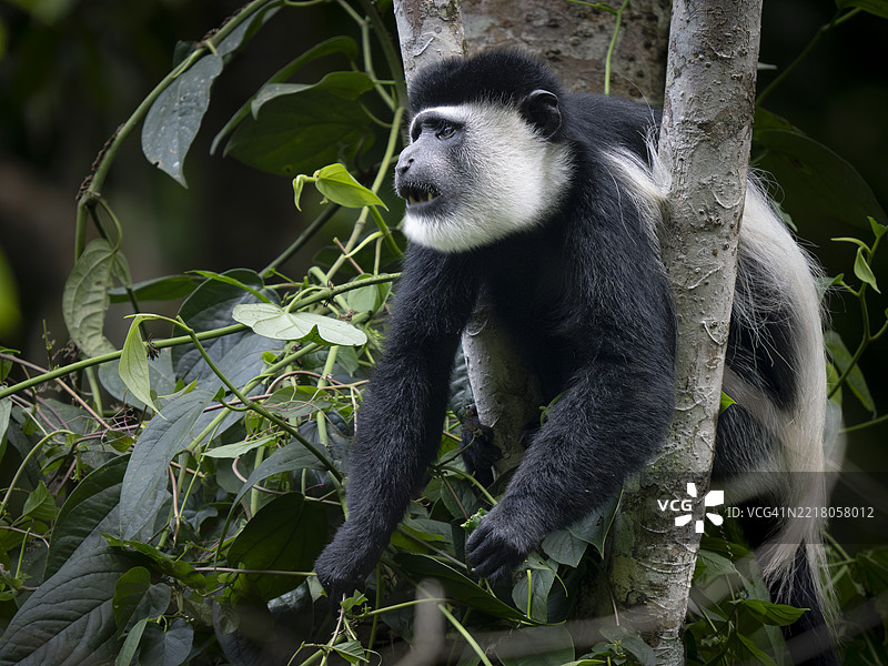 肯尼亚卡卡梅加雨林中的黑白卷尾猴（Colobus guereza）图片素材