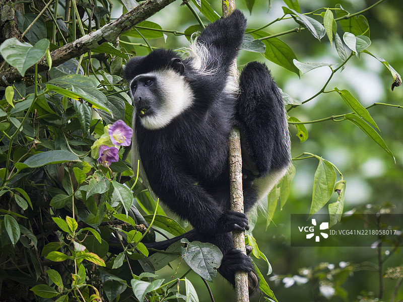 肯尼亚卡卡梅加雨林中的黑白卷尾猴（Colobus guereza）图片素材