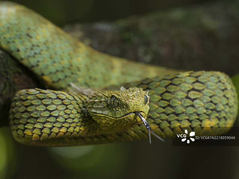变色灌木蝰蛇（Atheris squamigera）在卡卡梅加雨林环境中的特写镜头图片素材