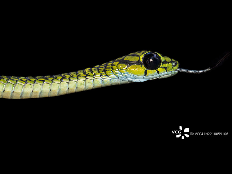 大眼绿树蛇（Rhamnophis aethiopissa）特写，背景为黑色图片素材