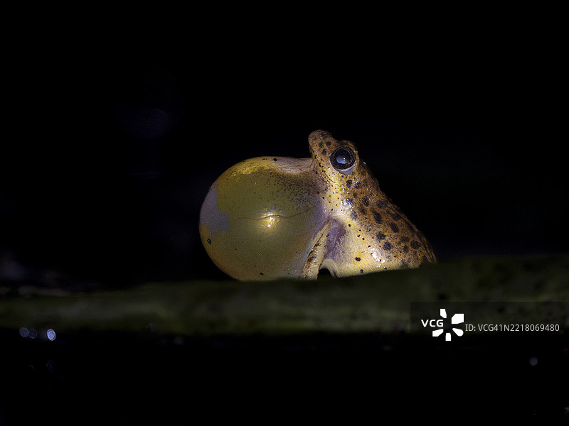 展示普通芦苇蛙（Hyperolius viridiflavus）图片素材