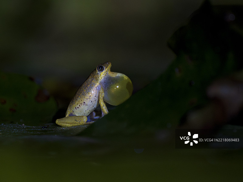 展示普通芦苇蛙（Hyperolius viridiflavus）图片素材