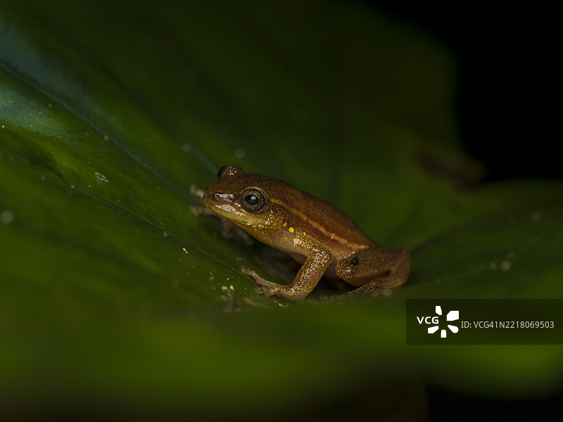 普通芦苇蛙（Hyperolius viridiflavus）的特写镜头图片素材