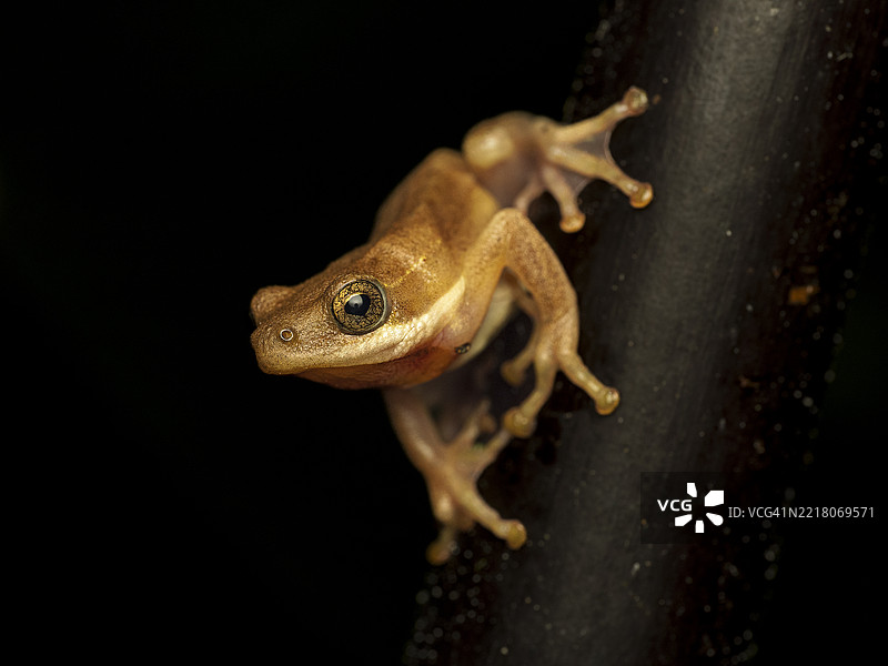 普通芦苇蛙（Hyperolius viridiflavus）的特写镜头图片素材