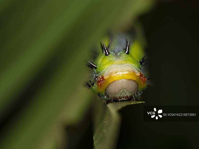 帝王蛾（Nudaurelia emini）幼虫特写图片素材