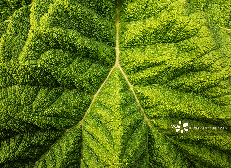 猛犸象 - 显示复杂脉络结构的巨型芭蕉叶特写图片素材