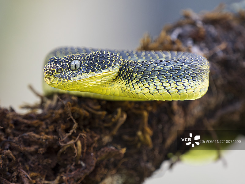 肯尼亚山灌木蝰蛇（Atheris desaixi）的特写镜头。图片素材