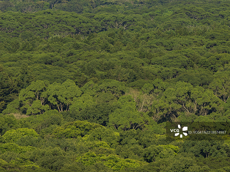 卡卡梅加雨林的全景图片素材