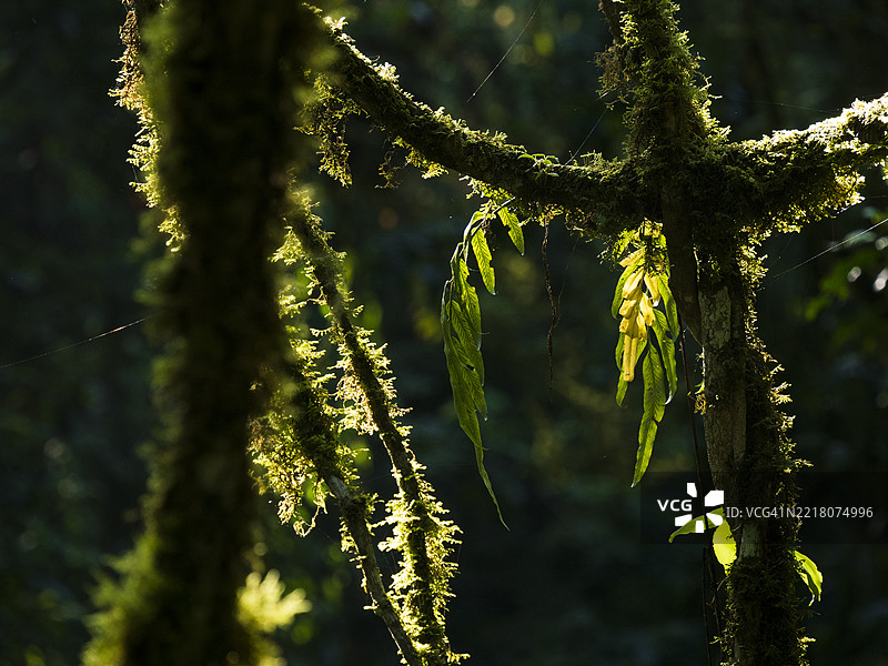 卡卡梅加雨林内部的细节图片素材