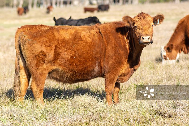 好奇的红安格斯小牛在牧场中直视镜头图片素材