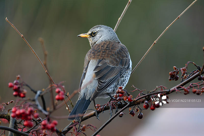 一只田鸫栖息在带有红色浆果的树枝上图片素材