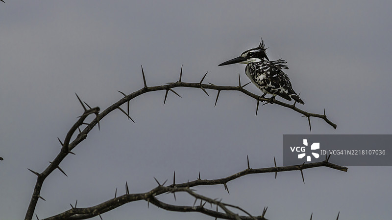 斑鱼狗在肯尼亚巴林戈湖图片素材