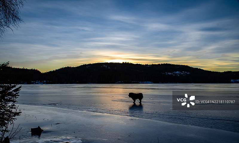 狗独自在冰冷的湖面上。图片素材