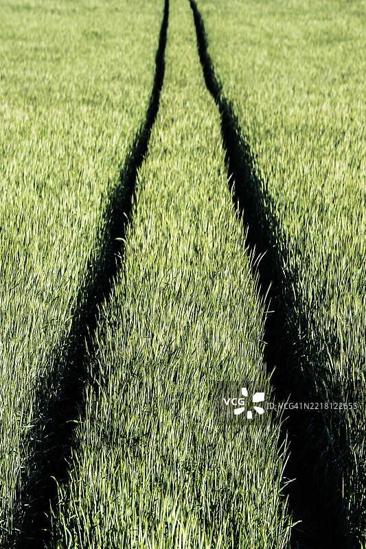 麦田里有拖拉机的车辙图片素材