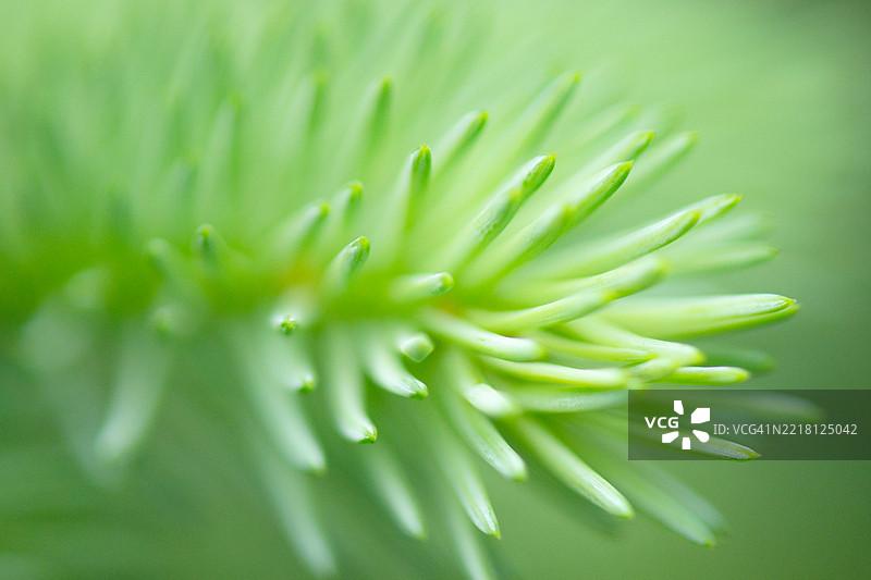 蓝云杉树的针叶图片素材