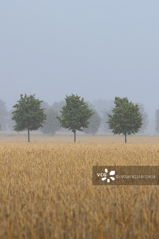 农业田野与地平线上的树木图片素材