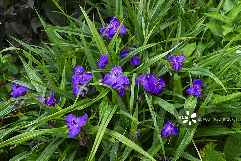 弗吉尼亚蜘蛛草（Tradescantia Virginiana）在初夏开花图片素材