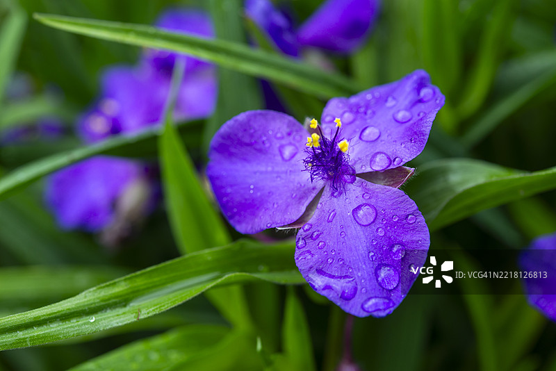 弗吉尼亚蜘蛛草（Tradescantia Virginiana）在初夏开花图片素材