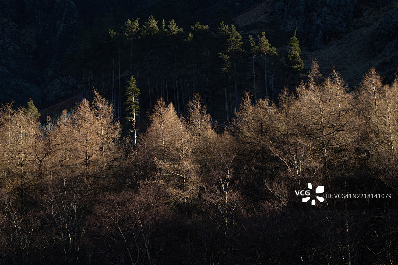 坎布里亚的森林图片素材