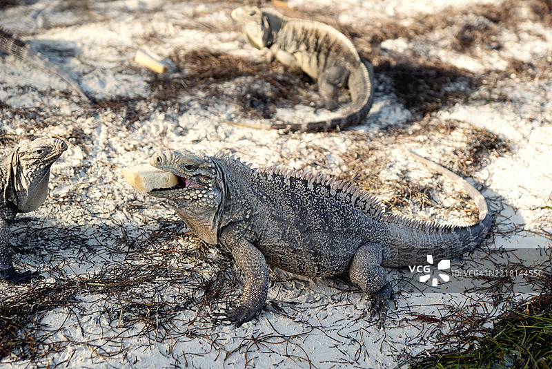 海滩上的蜥蜴嘴里叼着一大口面包。图片素材