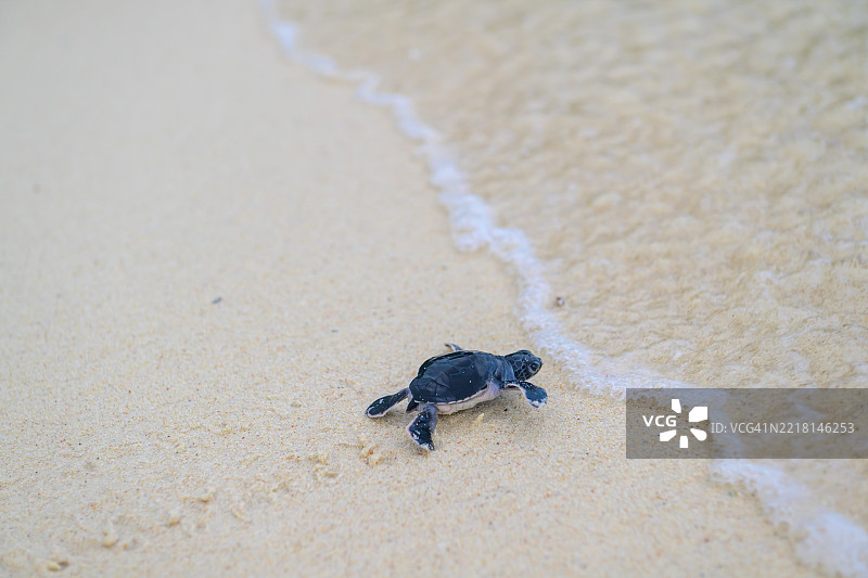 年轻的绿海龟正朝着水面前进图片素材