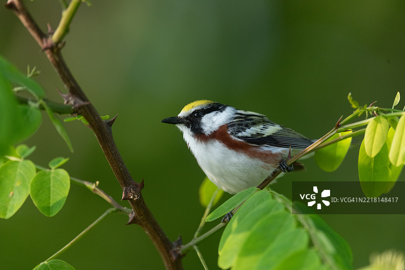 壮观的雄性栗侧鸲系列图片素材