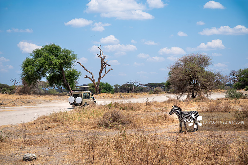在坦桑尼亚塔兰吉尔国家公园，阳光明媚下，越野吉普车穿越尘土飞扬的小径，发现斑马在荒野景观中觅食。图片素材