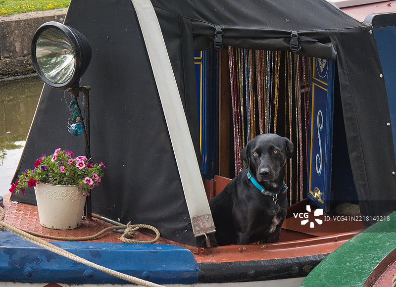 狭窄船上的狗图片素材