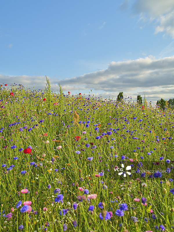 丹麦蓝天下五彩斑斓的野花草甸展现了仲夏的宁静之美图片素材