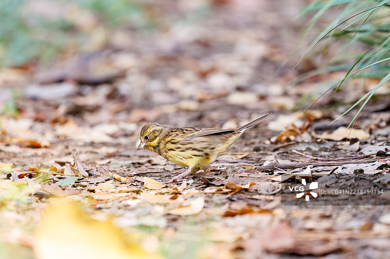 可爱的灰尾鹤鹑（Emberiza spodocephala，属于雀科）在寻找食物。图片素材