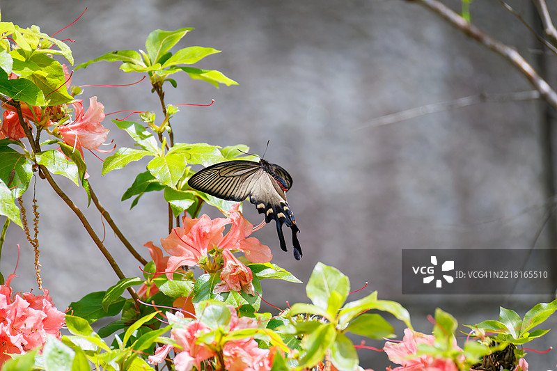 一只美丽的中国风车，阿托弗尼乌拉·阿尔西努斯，燕尾蝶在花丛中翩翩起舞。图片素材