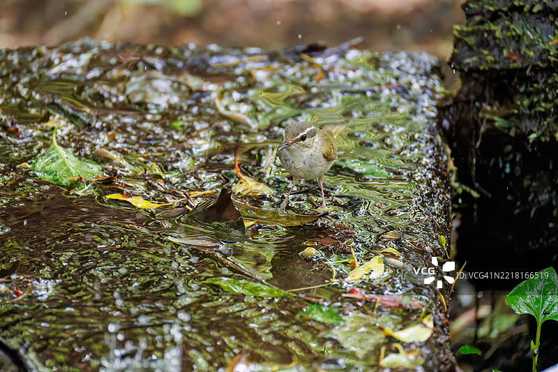 可爱的萨哈林柳莺,学名Phylloscopus borealoides,属于柳莺科,正在水盆中洗澡。图片素材