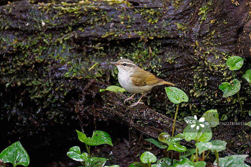 可爱的萨哈林柳莺,学名Phylloscopus borealoides,属于柳莺科,正在水盆中洗澡。图片素材