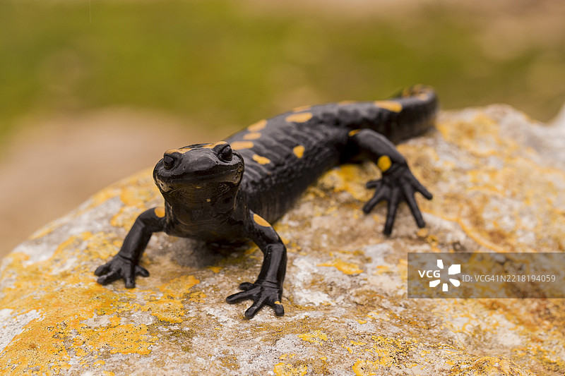 火蝾螈 (Salamandra salamandra)图片素材