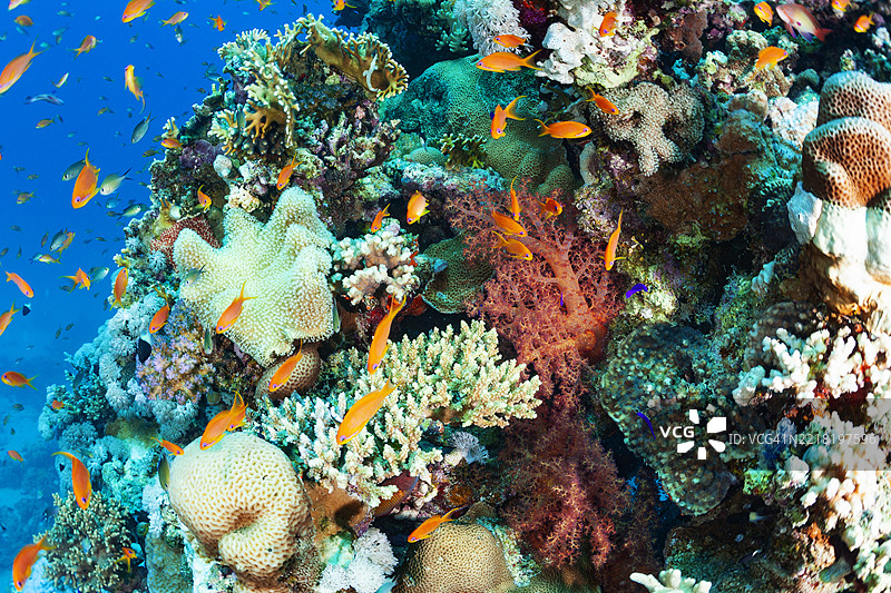 珊瑚礁 蘑菇珊瑚、指状珊瑚、火珊瑚、刺状海葵 - Dendronephthya sp. 和鱼群、鳞鳍安菲斯鱼 热橙色软珊瑚 潜水 水下海洋生物图片素材