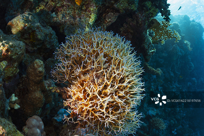 珊瑚礁 Tubipora musica - 管风琴珊瑚和火珊瑚 硬珊瑚和软珊瑚 潜水 水下海洋生物图片素材