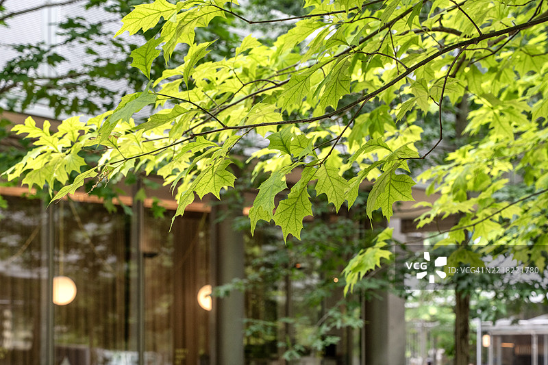 阳光照耀的树枝框住玻璃墙内的空间图片素材