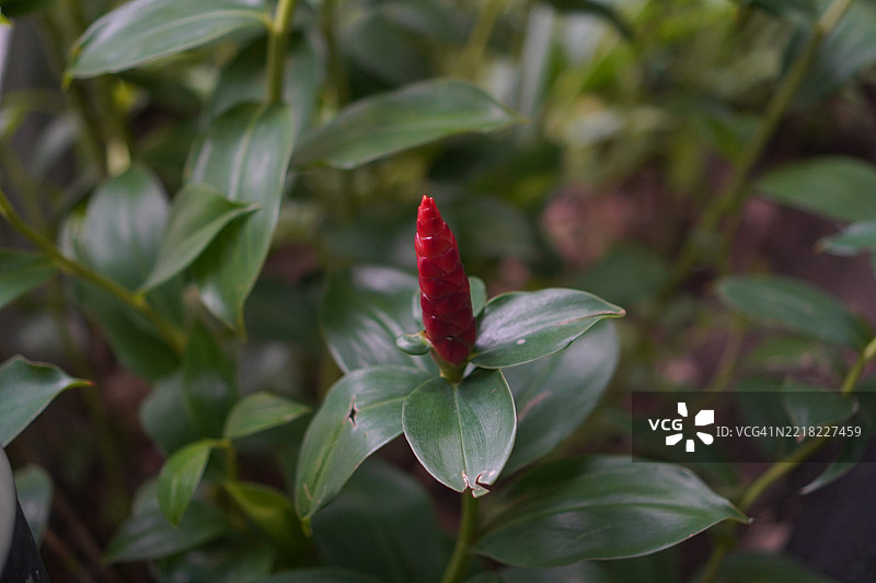 棒棒糖花（Pachystachys lutea），爵床科，黄色火箭形状的棒棒糖在花园自然背景中盛开。图片素材
