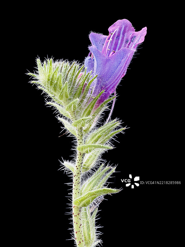 特写，野生紫色花朵的茎部细节在黑色背景上绽放。图片素材