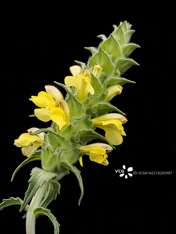 黑色背景上，一朵野生黄色花朵的茎部特写细节。图片素材