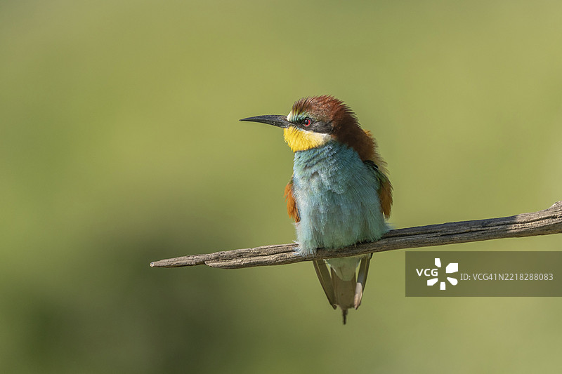 欧洲蜜蜂吃鸟（Merops apiaster）在春季繁殖季节栖息在树枝上。德国，巴登-符腾堡州，弗赖堡，凯瑟斯图尔，埃门丁根，耶赫廷根。图片素材