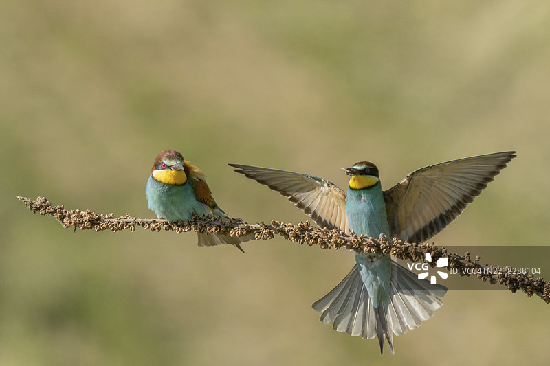 欧洲蜜蜂吃鸟(Merops apiaster)在春季繁殖季节栖息在树枝上。德国,巴登-符腾堡州,弗赖堡,凯瑟斯图尔,埃门丁根,耶赫廷根。图片素材