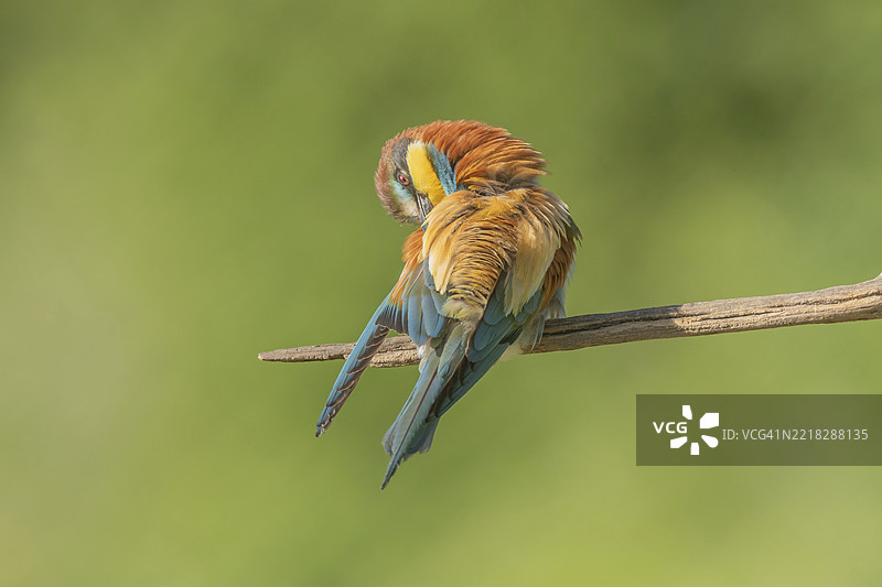 欧洲蜜蜂吃鸟（Merops apiaster）在春季繁殖季节栖息在树枝上。德国，巴登-符腾堡州，弗赖堡，凯瑟斯图尔，埃门丁根，耶赫廷根。图片素材