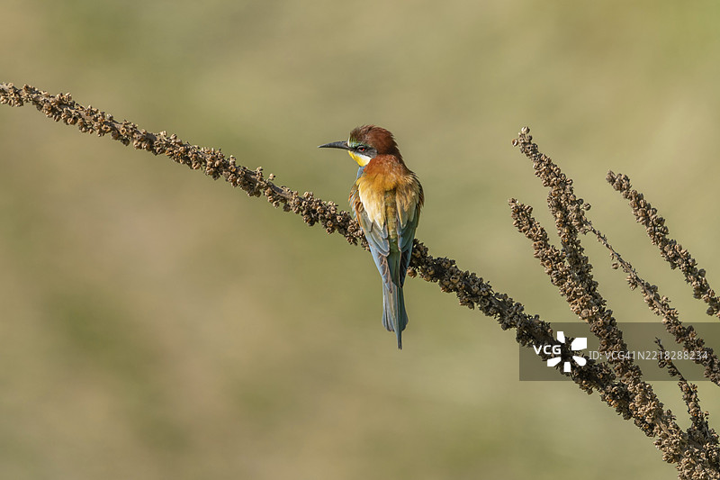 欧洲蜜蜂吃鸟（Merops apiaster）在春季繁殖季节栖息在树枝上。德国，巴登-符腾堡州，弗赖堡，凯瑟斯图尔，埃门丁根，耶赫廷根。图片素材