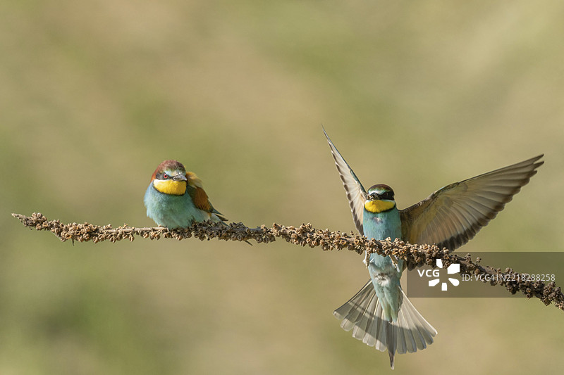 欧洲蜜蜂吃鸟(Merops apiaster)在春季繁殖季节栖息在树枝上。德国,巴登-符腾堡州,弗赖堡,凯瑟斯图尔,埃门丁根,耶赫廷根。图片素材