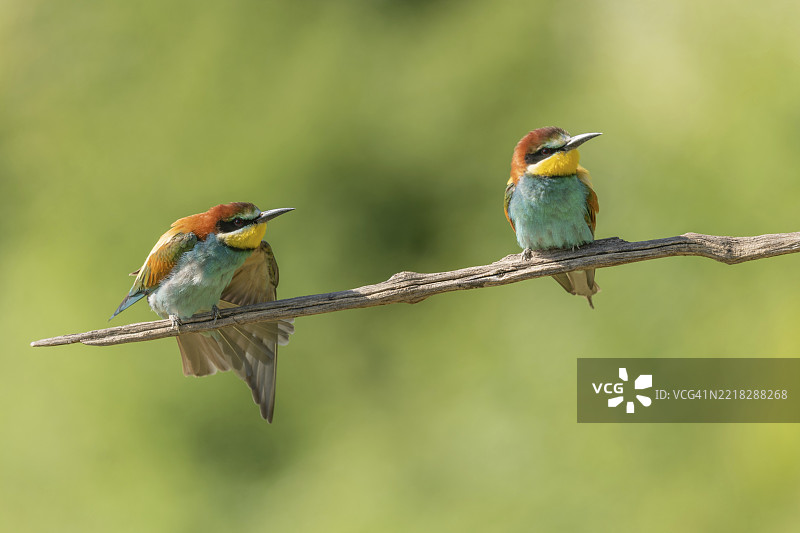 欧洲蜜蜂吃鸟（Merops apiaster）在春季繁殖季节栖息在树枝上。德国，巴登-符腾堡州，弗赖堡，凯瑟斯图尔，埃门丁根，耶赫廷根。图片素材
