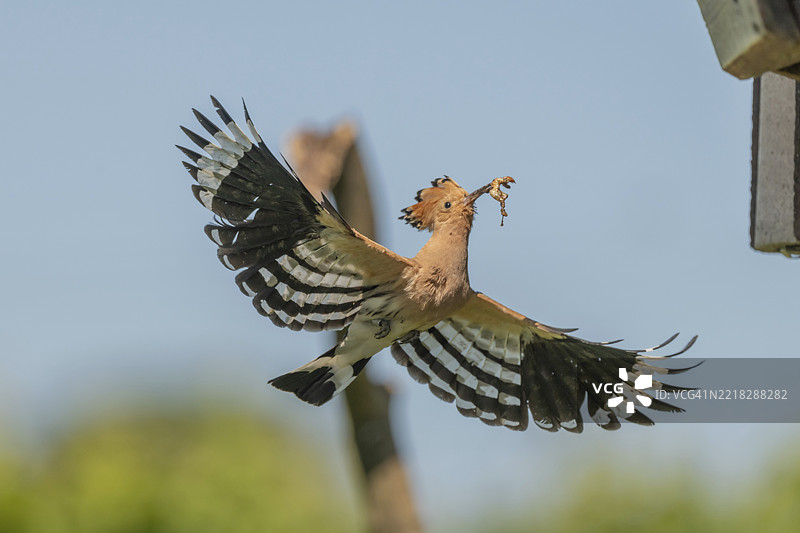 一只欧亚戴胜鸟（Upupa epops）在飞行中张开翅膀抵达巢箱。德国巴登-符腾堡州弗赖堡地区埃门丁根的凯瑟斯图尔。图片素材