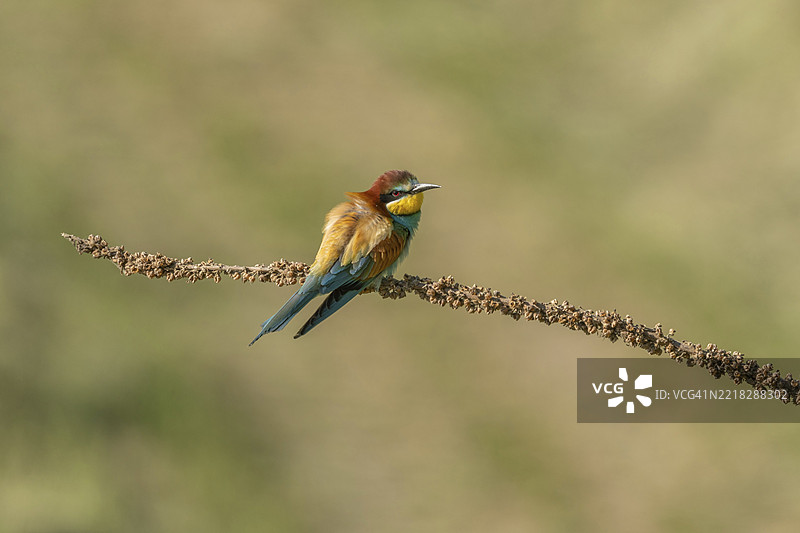 欧洲蜜蜂吃鸟（Merops apiaster）在春季繁殖季节栖息在树枝上。德国，巴登-符腾堡州，弗赖堡，凯瑟斯图尔，埃门丁根，耶赫廷根。图片素材