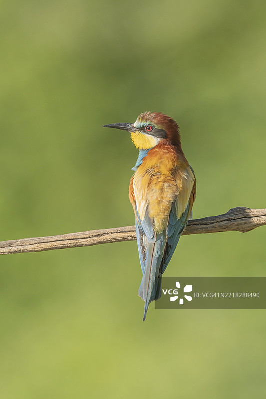 欧洲蜜蜂吃鸟(Merops apiaster)在春季繁殖季节栖息在树枝上。德国,巴登-符腾堡州,弗赖堡,凯瑟斯图尔,埃门丁根,耶赫廷根。图片素材